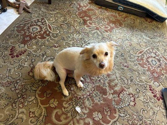 Marty with his new Lion cut