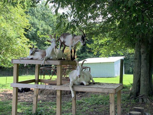 Goats at Rim Rock Dogwood Cabins