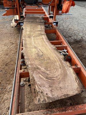 Milling a black walnut log brought in by a customer.  Customer wants 3" thick cuts for gun stock.