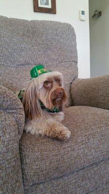 ALL READY FOR SAINT PADDY'S DAY WITH HIS HAT AND NEW SCARF FROM KERRI, HIS GIRL