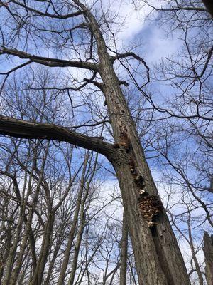 Draper-Houston Meadows Preserve