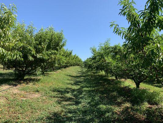 Peach trees