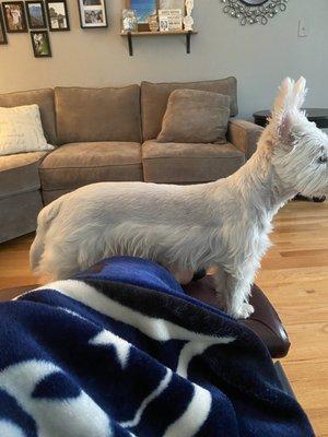 This is not a proper Westie cut.