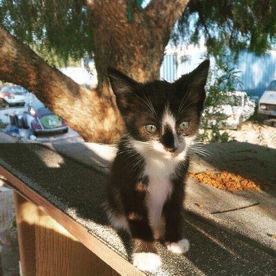 Pepe the tuxedo kitty