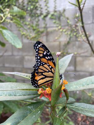 Our first butterfly