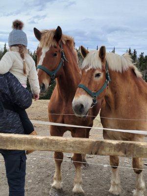 feeding a carrot to the horses