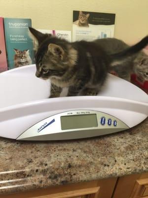 Their first visit to the vet! Jinx stepping on the scale while Bella exploring her surroundings while waiting for the vet.