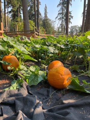 Beautiful pumpkin selection!