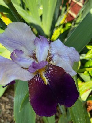 Iris