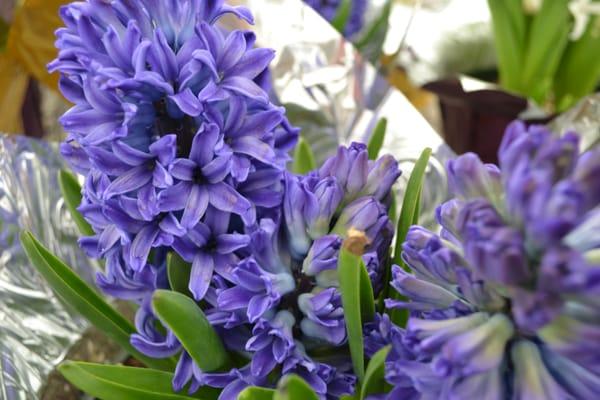 Large selection of Easter flowers