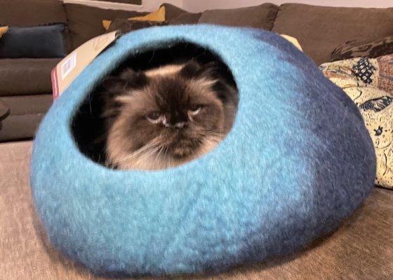 Sierra loves her cat cave that came from the Kirkland All the Best