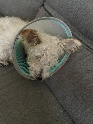 Little man recovering after his neuter.