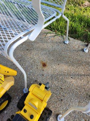 Rust emitting from aggregate rock Patio poured May 17, 2024