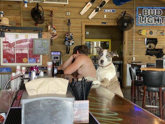 Just a dog at a bar.