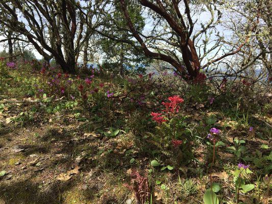 Wildflowers in April