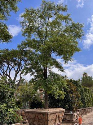 Mature Tipu Tree in Sunland Nursery