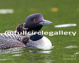 Loon Photo by Lloyd Alexander