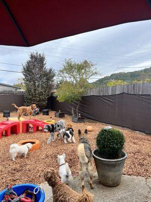 Daycare and boarding dogs enjoying our fun, dog-centered backyard!