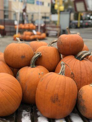 Great place for pumpkins in the Fall!