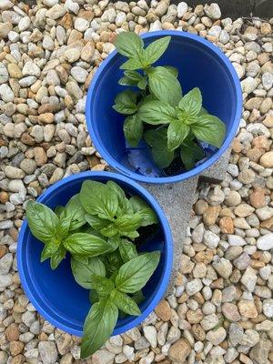 Sweet basil plants