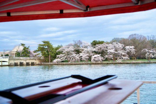 Cherry Blossom Cruises