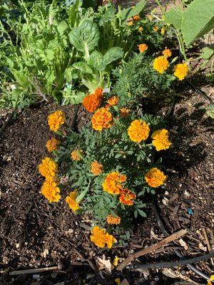 Mesa Urban Garden