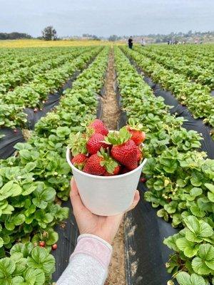 Upick Strawberry field