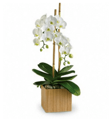 Opulent Orchids
 
 https://www.citifloral.net/arrangement/opulent-orchids