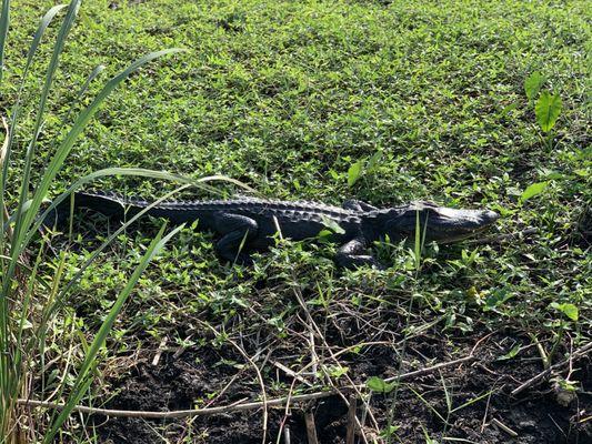 Loxahatchee Everglades Rides / Tours