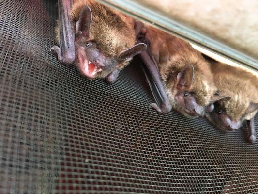 This bat hams it up for Aces Wildlife Removal tech Scott as he was dealing up this home in Chesterfield.