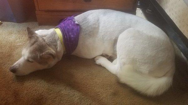 Sheeba filling cooler after her grooming at It's a Ruff Life!