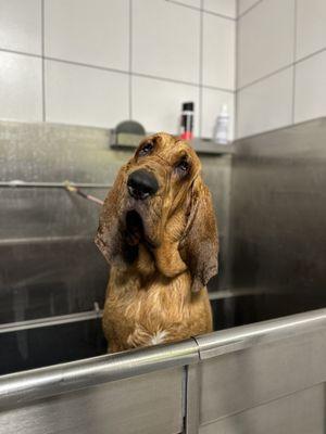 Violet enjoying her bath in the selfwash