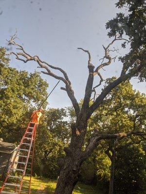 Alvarez Tree Care