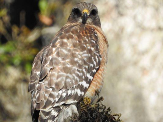 Red-shoulder Hawk