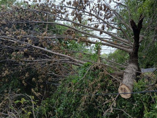 Hauling off a whole tree