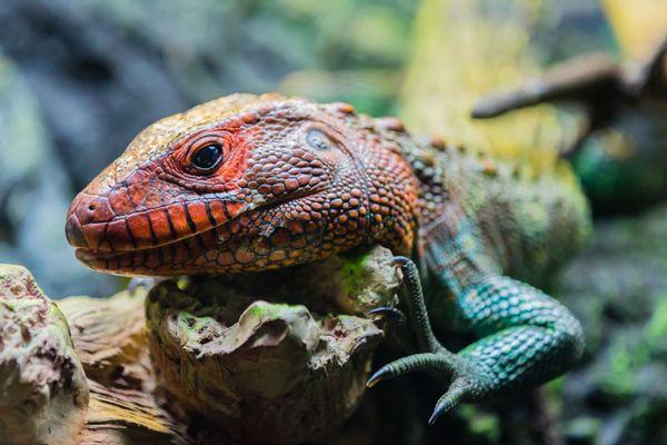 Lizzo the Northern Caiman Lizard