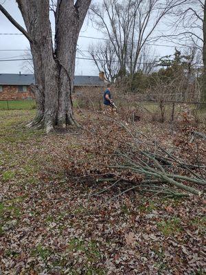 Tree Removal and leaf blowing