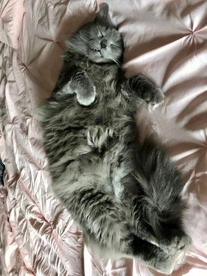 A big gray cat slumbering, sprawled out