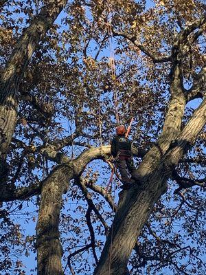 Pruning big oak trees