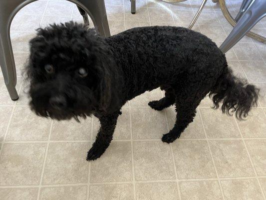 This is how he looked, taken right when we got home.  He was wet when I picked him up