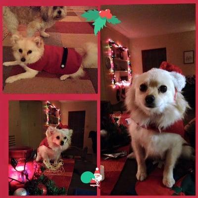 Meet Pogo, our smiling door greeter. She belongs to one of our C.V.T.s, Alyssa Cozzone and we all belong to her. She says Merry Christmas!