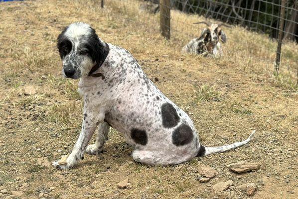 Tioga looking good after after her haircut. Taking her time eating her dog treat sitting on her paw.