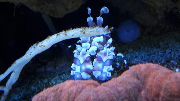 Harlequin shrimp!