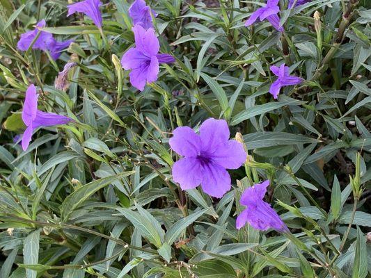 Purple flowers