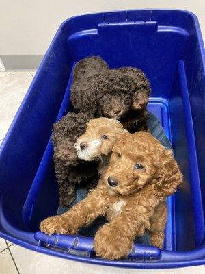 Is there anything cuter than a bucket of puppies?