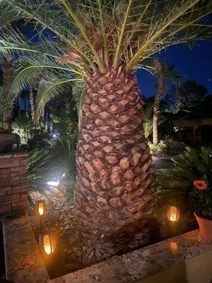 Love the palm trees on our site.