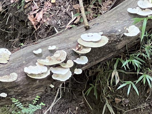 Wild mushrooms on the hiking trail.