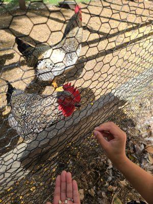 Feeding the chickens