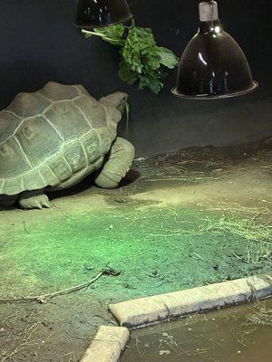 Tortoise eating breakfast.