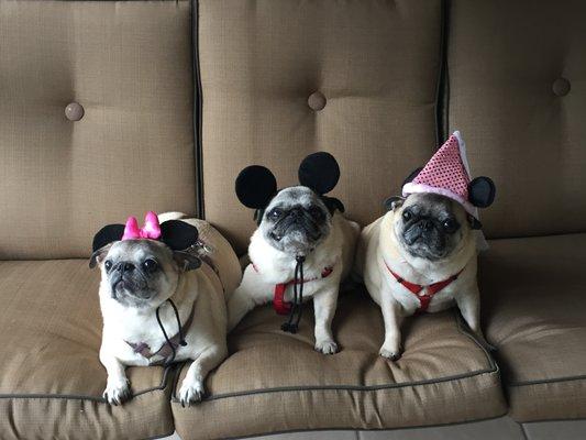 Piper, Simon, and Willow all dressed up and anxiously waiting to see Mickey.